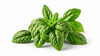 Sticker -  Fresh basil leaves ready to add flavor to your dish