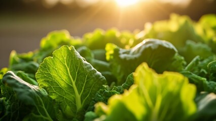 Canvas Print -  Vibrant greens under the suns glow