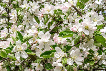 Wall Mural - Soft pink apple blossoms on branches. Fresh soft white pink flowers of the apple tree blooming in the spring. Close up photo of apple tree blossom.