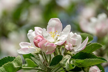 Wall Mural - Soft pink apple blossoms on branches. Fresh soft white pink flowers of the apple tree blooming in the spring. Close up photo of apple tree blossom.