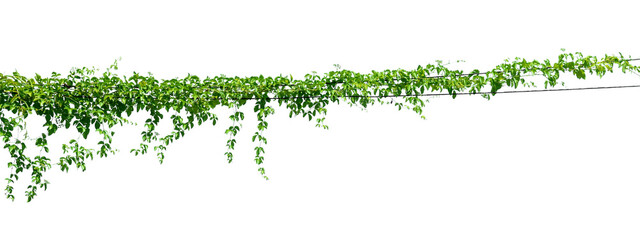 long green vine with leaves hanging down