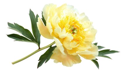 Canvas Print - Yellow peony isolated on white background with clipping path for design purposes in nature