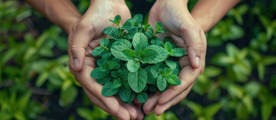 Sticker - Green Plant Held in Hands Against a Lush Background