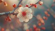 © AkuAku - The apricot flower signals the end of winter and the arrival of spring appearing in white and red hues for a brief moment captured in a photo