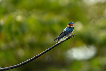 bird on a branch