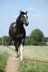 Wall Mural - Amazing Paint horse stallion running