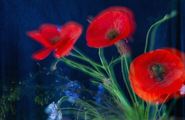 Wall Mural - summer flowers on a dark blue background