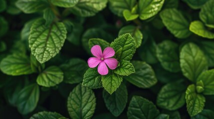 Poster - Close up of a small pink flower and fresh green leaves