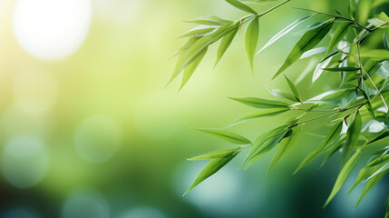 Wall Mural - bamboo leaves. the sun is shining through the leaves. leaves are green and lush.