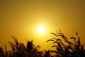 sunset in the field