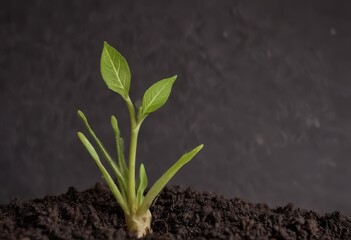 Wall Mural - sprout growing from soil