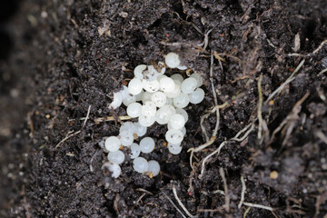 Wall Mural - Eggs laid by a slug in the soil.