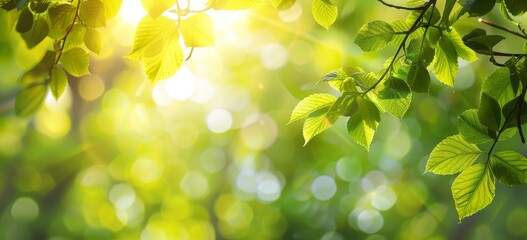Poster - Spring summer natural background with lush foliage and bokeh in nature.