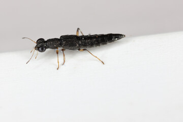 Wall Mural - Water Skater Beetle (Stenus sp.). A tiny predatory beetle of the rove beetles family (Staphylinidae).