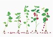 © Mark - On a white background, a flat modern illustration shows the kidney bean growing process from seed to sprout, adult plant and flower.