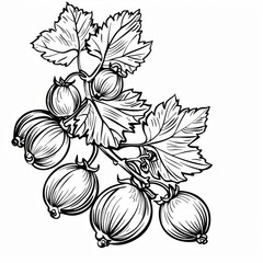 Wall Mural - Drawing of blackcurrant berries on twig with leaf sketch in monochrome