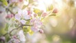 © Thanthara - Close-up of apple blossoms on branch, soft morning light, blurred orchard background