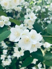 Wall Mural - Tender blooming jasmine bush, white natural jasmine blossom