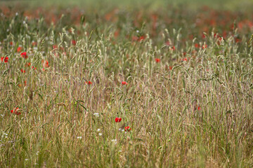 Wall Mural - A meadow in the South Downs, with poppies and tall grass growing in summertime