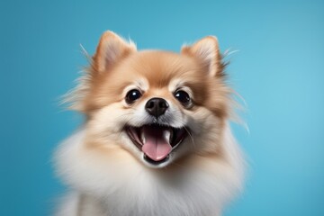 Wall Mural - Portrait of a smiling pomeranian on soft blue background