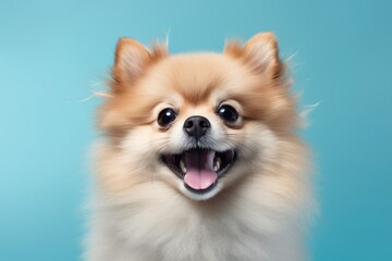 Wall Mural - Portrait of a smiling pomeranian over soft blue background