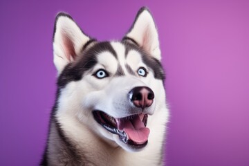 Wall Mural - Portrait of a happy siberian husky isolated in soft purple background