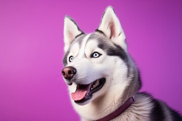 Wall Mural - Portrait of a happy siberian husky isolated in soft purple background