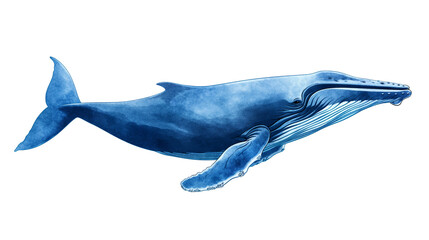 Wall Mural - Blue whale isolated on white background