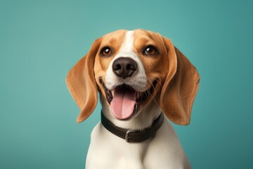 Wall Mural - Portrait of a smiling beagle on soft teal background