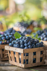 Wall Mural - A basket of blueberries is displayed on a wooden table