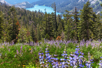 Canvas Print - Mountains meadow