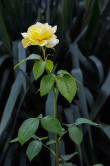 Wall Mural - Rose on a stem with a garden on the background.