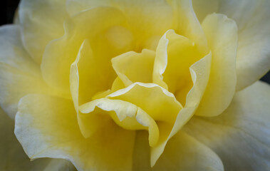 Wall Mural - Close-up view of a rose bud with the blurred background.