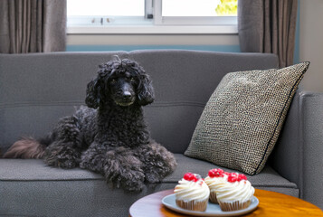 Poster - poodle in home