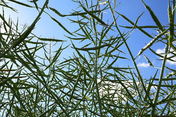 Poster - On the plant are pods winter crops of rapeseed