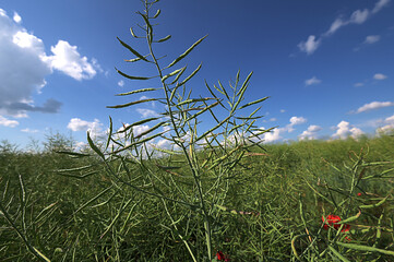 Poster - On the plant are pods winter crops of rapeseed