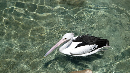 pelican on water