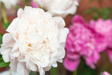 beautiful pink white peony Margarets Delight flower. Closeup. Blurred background