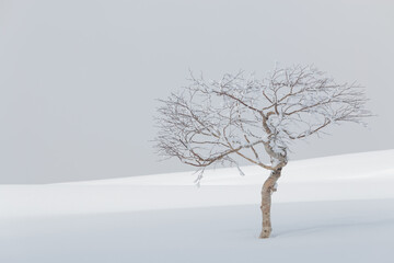 Wall Mural - single frozen tree in white snow winter landscape
