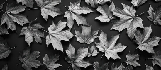 Wall Mural - A black and white photo of a pile of leaves. The leaves are all different sizes and shapes, and they are scattered across the image. The photo has a moody and nostalgic feel