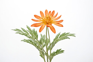 Sticker - Single Orange Flower with Green Leaves on White Background