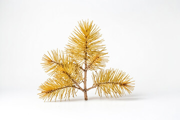 Wall Mural - Dried Pine Branch on White Background