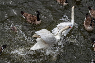 very cute cygnets and their mother swan