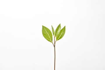 Wall Mural - Single Green Sprout on White Background