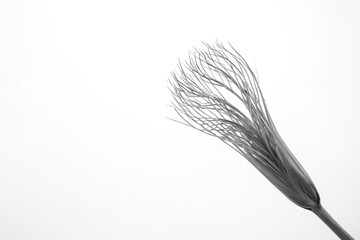 Poster - Single Grey Dried Grass Blade on White Background