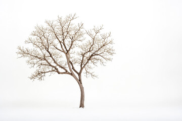 Poster - Bare Tree in Winter Landscape