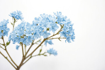 Canvas Print - Delicate Blue Flowers on a White Background