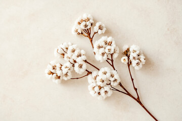 Wall Mural - Delicate White Cotton Flower Branch on White Background