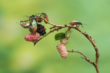 Wall Mural - A number of young harlequin bugs are feeding on mulberry leaves and fruit. This beautiful, rainbow-colored insect has the scientific name Tectocoris diophthalmus.