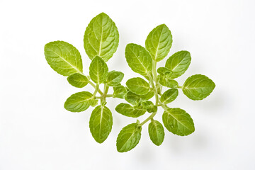 Poster - Fresh Green Mint Leaves on White Background